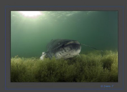 +2m (6.561679Feet) wels catfish, an impressive encounter ... by Sven Tramaux 